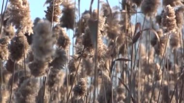 Rüzgarlı havada sallanan Reed. Sazlık. Bay Reed gün batımı.