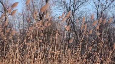 Rüzgarlı havada sallanan Reed. Sazlık. Bay Reed gün batımı.