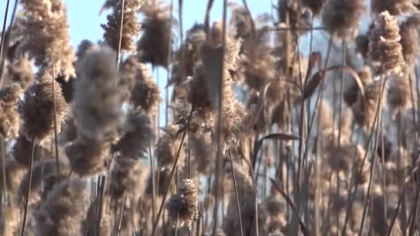 Reed balançando em tempo ventoso. Reeds. Pôr do sol na Baía de Reed . — Vídeo de Stock