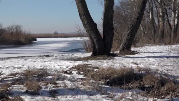 Zimní krajina na okraji jezera. Zima den. Panoramma, horizontální kabeláž. — Stock video