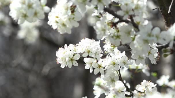 Весна час цвітіння. Час меду . — стокове відео