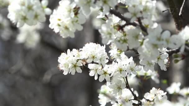 Frühling ist die Zeit der Blüte. Honigzeit. — Stockvideo