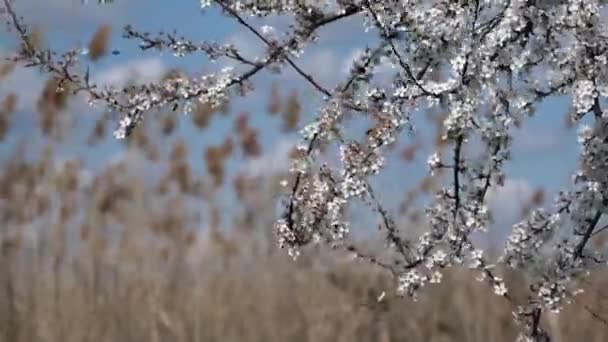 Primavera é o tempo da floração. Hora do mel . — Vídeo de Stock