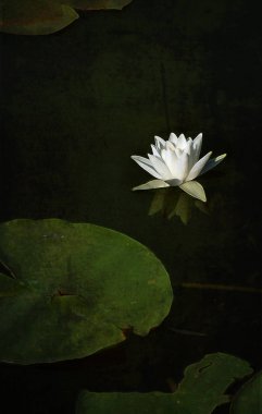 Beyaz Zambak. Bir çiçek su.