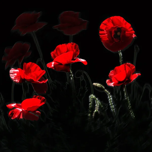 Red, tender, air, life-giving poppy. light Game.Poppy Rhapsody. — Stock Photo, Image