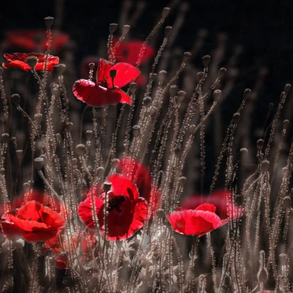 Červené, jemné, vzduch, životodárnou máku. světlo Game.Poppy Rhapsody. — Stock fotografie