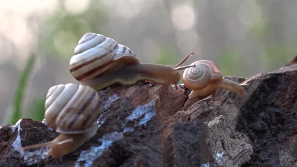 蜗牛在斜坡上。转身，在深处。家庭的蜗牛. — 图库视频影像