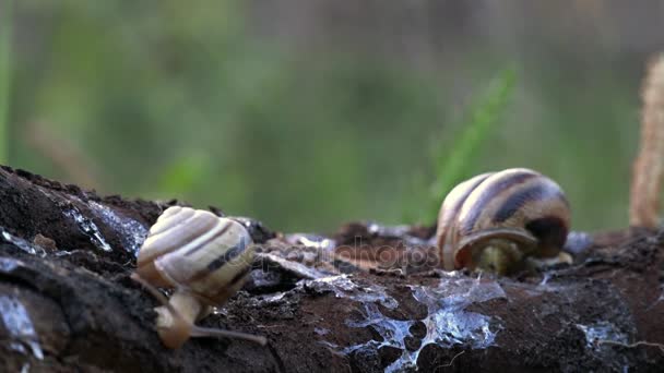 Escargot sur la pente. Derrière le virage, dans les profondeurs.Famille d'escargots .
