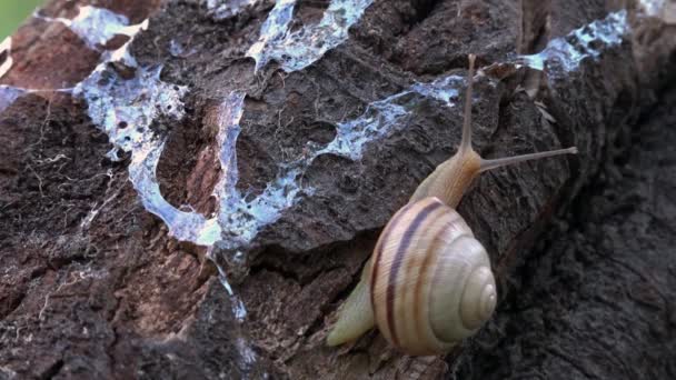 Snail on the slope. Behind the turn, in the depths.Always at home. — Stock Video