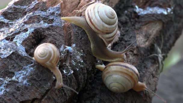 Snail on the slope. Behind the turn, in the depths.Family of snails. — Stock Video