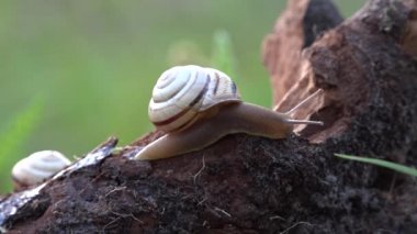 Salyangoz ailesi. Akşam sabah içki âlemi. Bir gün, bir Mayıs günü.