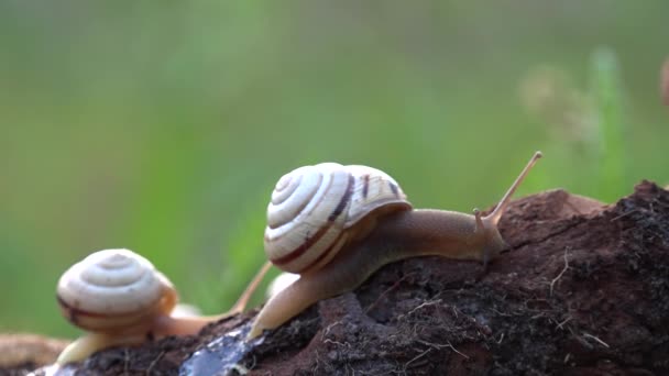 Family of snails. Bacchanalia at the evening dawn.One day, on a May day. — Stock Video