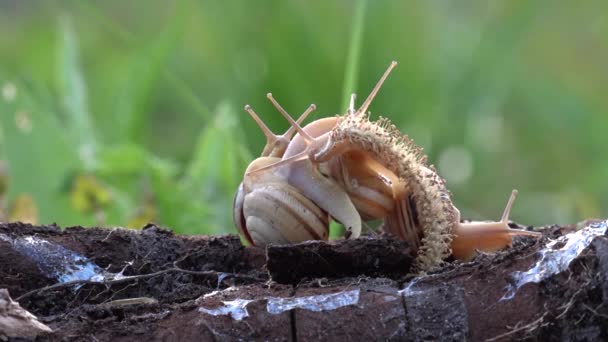 Family of snails. Bacchanalia at the evening dawn.One day, on a May day. — Stock Video