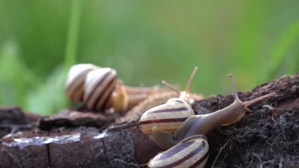 Family of snails. Bacchanalia at the evening dawn.One day, on a May day. — Stock Video