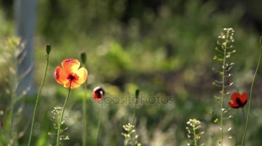 Arı Gourmand.Fragile, narin yaratık. Güzel, nazik, alan, babacık. Yeşil bir arka plan üzerinde kırmızı gelincik. Poppy, dokulu açık.