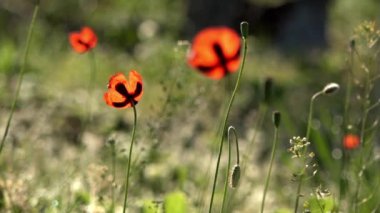Arı Gourmand.Fragile, narin yaratık. Güzel, nazik, alan, babacık. Yeşil bir arka plan üzerinde kırmızı gelincik. Poppy, dokulu açık.