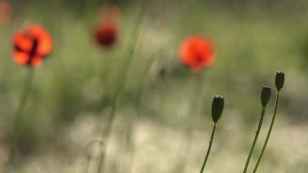 Bee Gourmand.Fragile, créature délicate.Belle, douce, pavot de champ.Coquelicot rouge sur un fond vert.Coquelicot, devant texturé . — Video