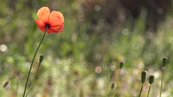 Mooie, zachte, field poppy. Rode papaver op een groene achtergrond. — Stockvideo