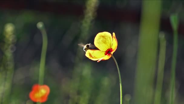 Hermosa, suave, adormidera de campo.Amapola roja sobre un fondo verde . — Vídeo de stock