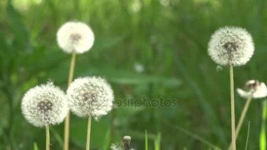 Dandelions çevresinde. Dandelions çim. Beyaz, narin, kırılgan çiçekler.