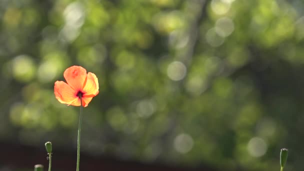 Hermosa, suave, campo poppy.Red amapola sobre un fondo verde.Solo . — Vídeo de stock