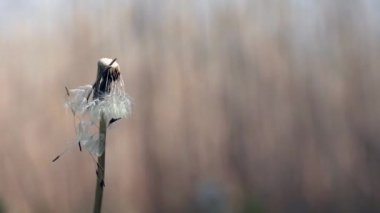 Dandelions çim. Beyaz, narin, kırılgan çiçekler.