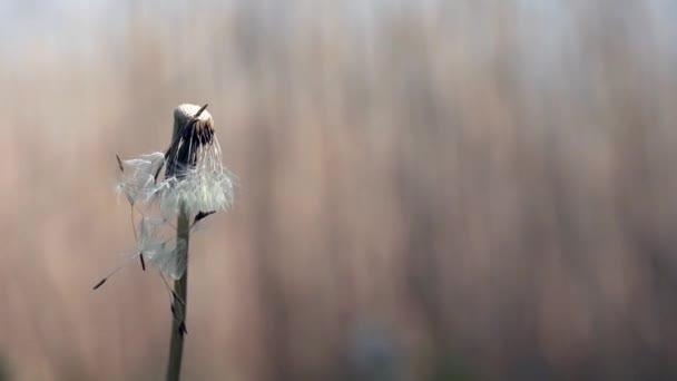 Lawn with dandelions. White, delicate, fragile flowers. — Stock Video