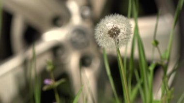 Dandelions çevresinde. Beyaz, narin, kırılgan çiçekler.