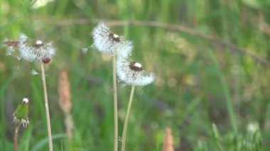 Dandelions çevresinde. Beyaz, narin, kırılgan çiçekler.