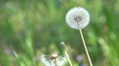 Dandelions çevresinde. Beyaz, narin, kırılgan çiçekler.