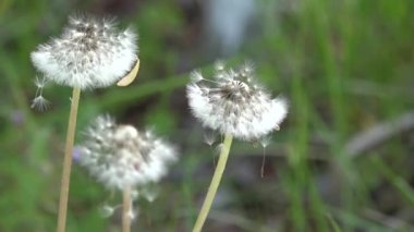 Dandelions çevresinde. Beyaz, narin, kırılgan çiçekler.