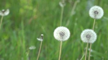 Dandelions çevresinde. Beyaz, narin, kırılgan çiçekler.
