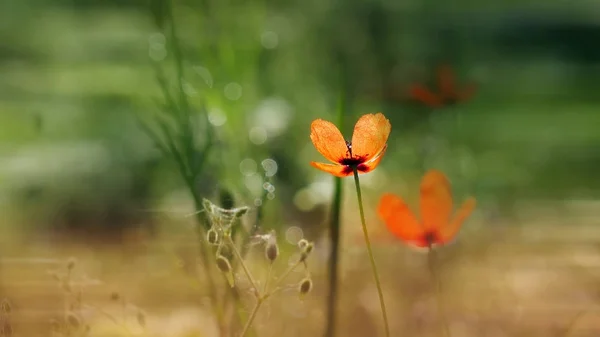 Bonito, suave, campo poppy.Red papoula em um fundo verde.Bee Gourmand.Fragile, criatura delicada . — Fotografia de Stock