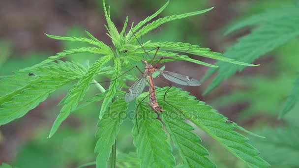 Stomverbaasd. Een grote mug zit op een takje van cannabis. — Stockvideo