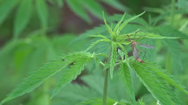 Förstummad. En stor mygga sitter på en kvist av cannabis. — Stockvideo