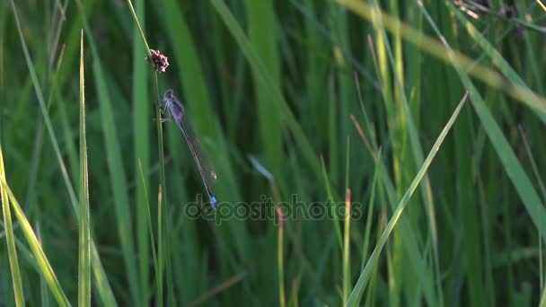 Feuilles vertes brillent au soleil.Sedge dans la lumière du soir . — Video