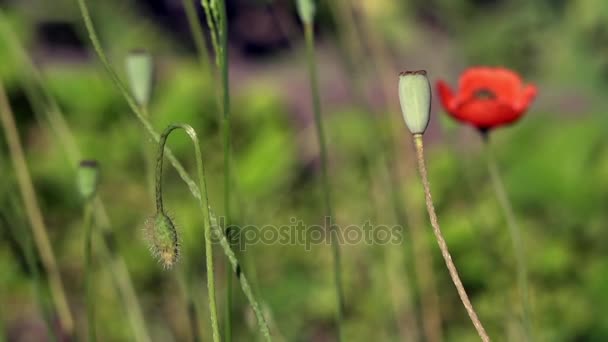 Eenzame poppy. Eenzaam en eenmalige. Mooie, zachte, field poppy. Rode papaver op een groene achtergrond. — Stockvideo