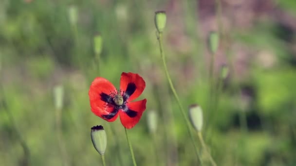 Eenzame poppy. Eenzaam en eenmalige. Mooie, zachte, field poppy. Rode papaver op een groene achtergrond. — Stockvideo