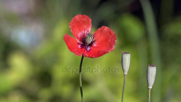 Beau, doux, pavot des champs.Coquelicot rouge sur fond vert.Coquelicot solitaire. Solitaire et irremplaçable .
