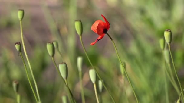 Mooie, zachte, field poppy. Rode papaver op een groene achtergrond. Eenzame poppy. Eenzaam en eenmalige. — Stockvideo