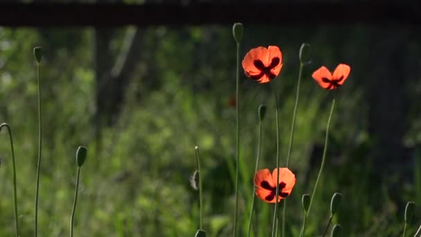 Beautiful, gentle, field poppy.Red poppy on a green background. — Stock Video