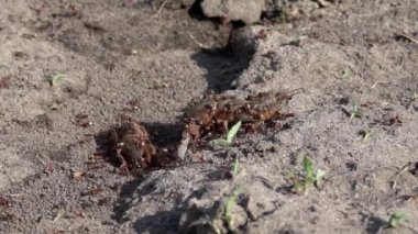 Büyük tavşan çukuru böcekler ailesi. Formik aile imalatı. Karıncalar üzerinde çekirge besleme.