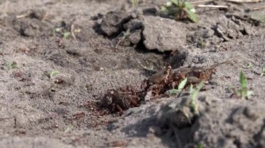 Büyük tavşan çukuru böcekler ailesi. Formik aile imalatı. Karıncalar üzerinde çekirge besleme.