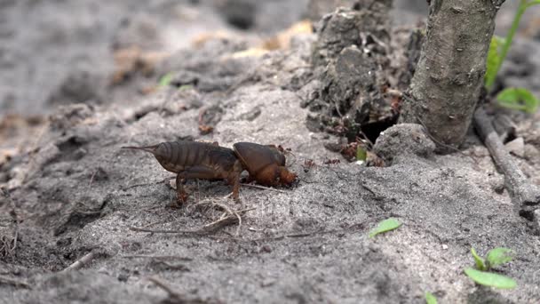 Family of large burrowing insects. Production of formic family. Ants feed on the locusts. — Stock Video