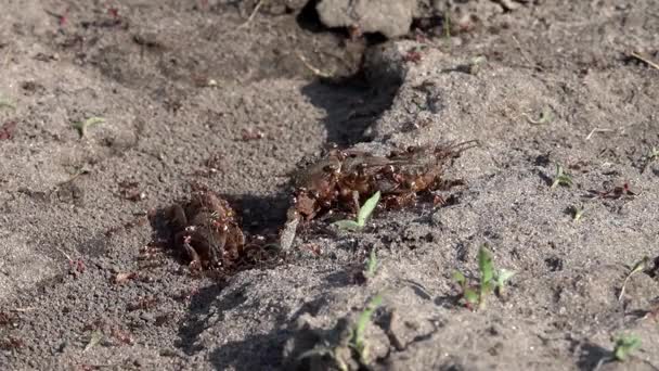 Family of large burrowing insects. Production of formic family. Ants feed on the locusts. — Stock Video