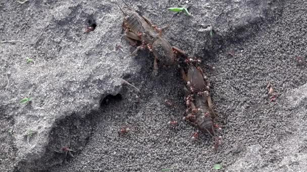 Familia de grandes insectos excavadores. Producción de la familia fórmica. Las hormigas se alimentan de las langostas . — Vídeo de stock