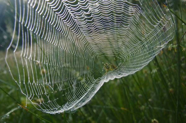 The spider spread out the morning nets.Morning dew, silence, peace, bliss.Spider web in the dark forest, the morning dew. — Stock Photo, Image