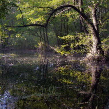 Bir cin ziyarete gelmiş. Orman kalınları. Işık ve gölge oyunu.