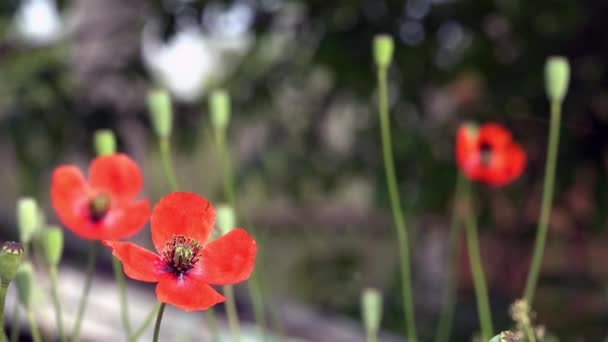 Όμορφη, ευγενική, πεδίο παπαρούνας. Κόκκινη παπαρούνα σε πράσινο φόντο. — Αρχείο Βίντεο