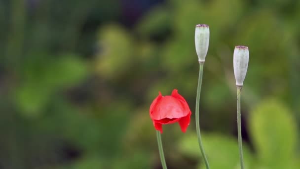 Amapola, una ligera briza.Amapola roja sobre un fondo verde.Rojo, tierno, aire, amapola dadora de vida . — Vídeo de stock